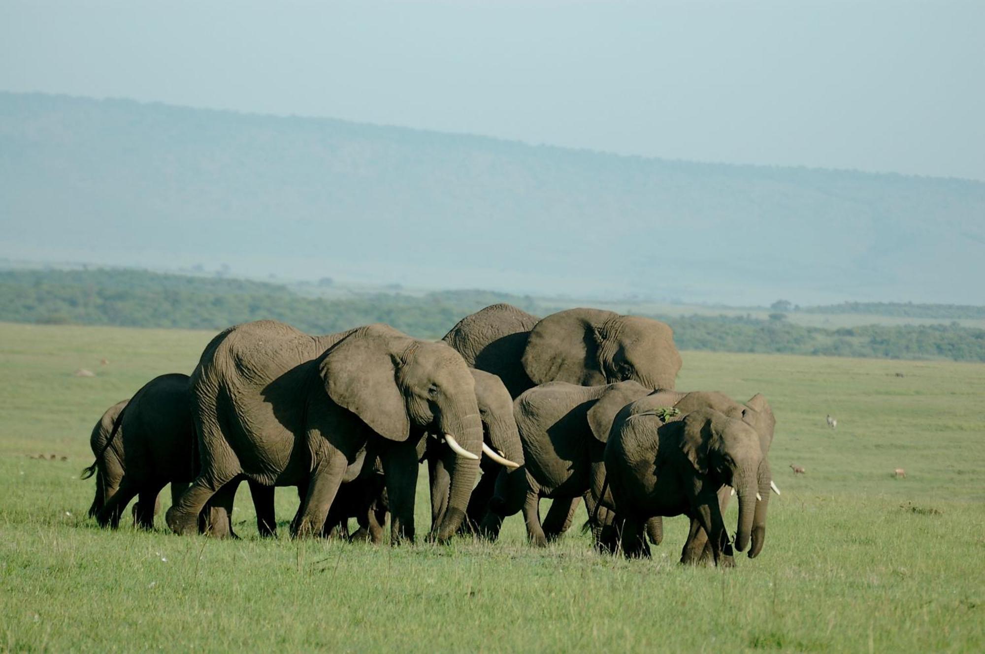 Mara Intrepids Tented Camp Talek Esterno foto