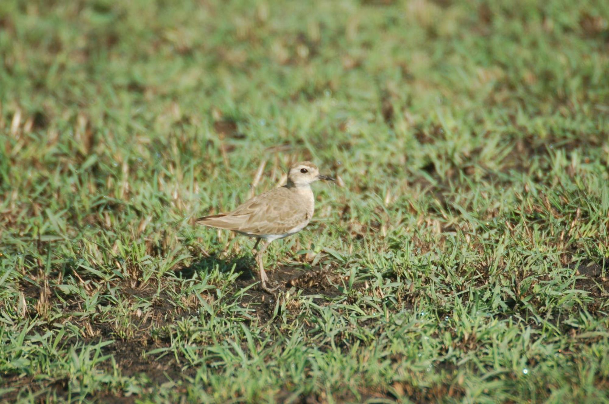 Mara Intrepids Tented Camp Talek Esterno foto