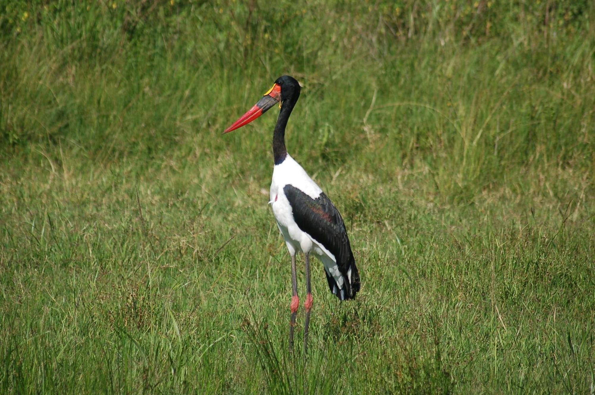 Mara Intrepids Tented Camp Talek Esterno foto